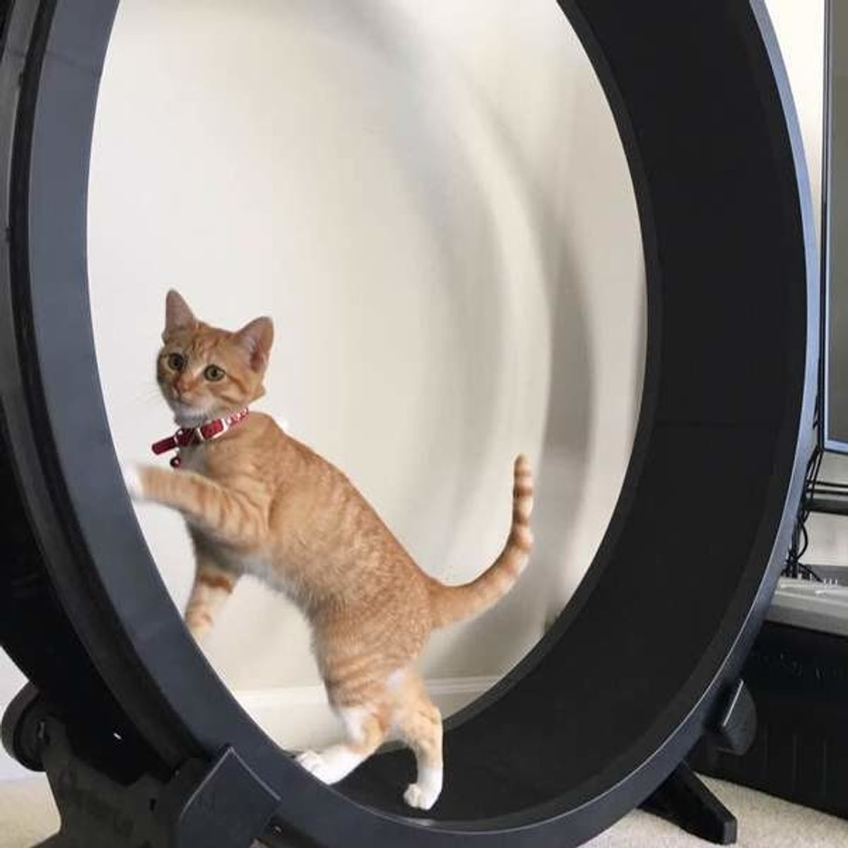 体験談あり うちの猫はこれで やせた 脱デブ猫をかなえるダイエット方法 ねこのきもちweb Magazine 体験談あり うちの猫はこれで やせた 脱デブ猫をかなえるダイエット方法 ねこのきもちweb Magazine