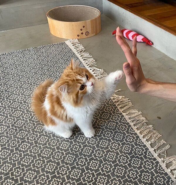 飼い主さんとハイタッチするノワくん