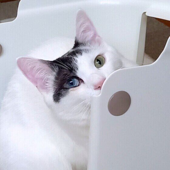 トイレに入る猫