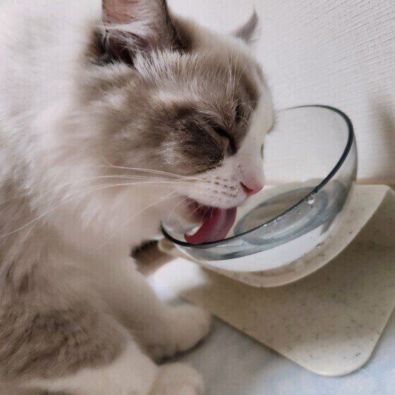 水を飲むラグドール