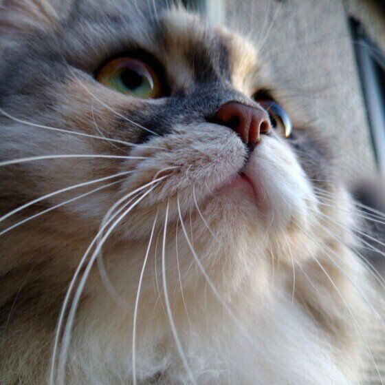 見上げるパルちゃん（MIX）