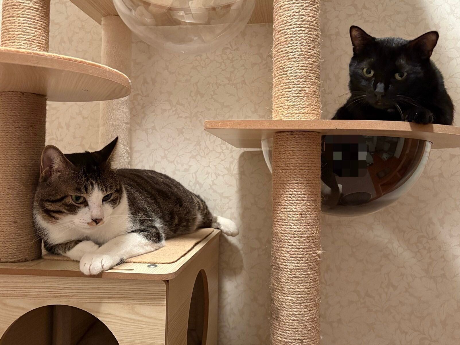 新入り猫・こたつくんとムーンくん。