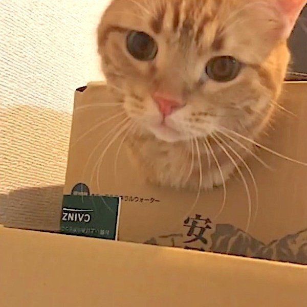 アメリカンショートヘアー