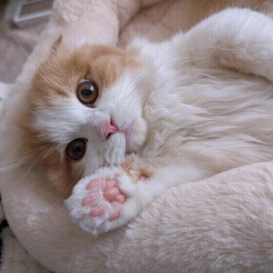 挙手しているようなスコティッシュフォールド