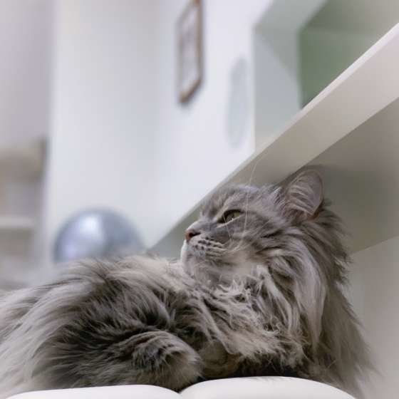 食後にまったりする猫（MIX、オス）