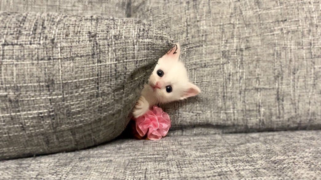 子猫のマオくん