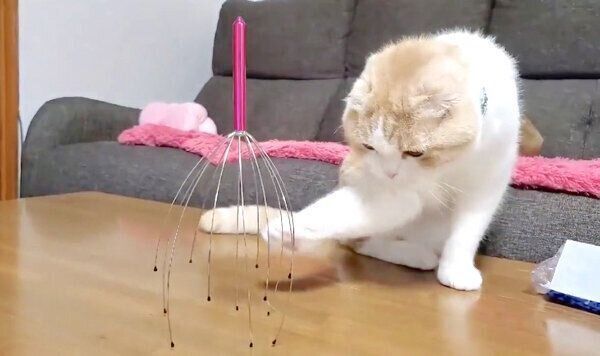 ヘッドスパワイヤーが気になるうなぎちゃん