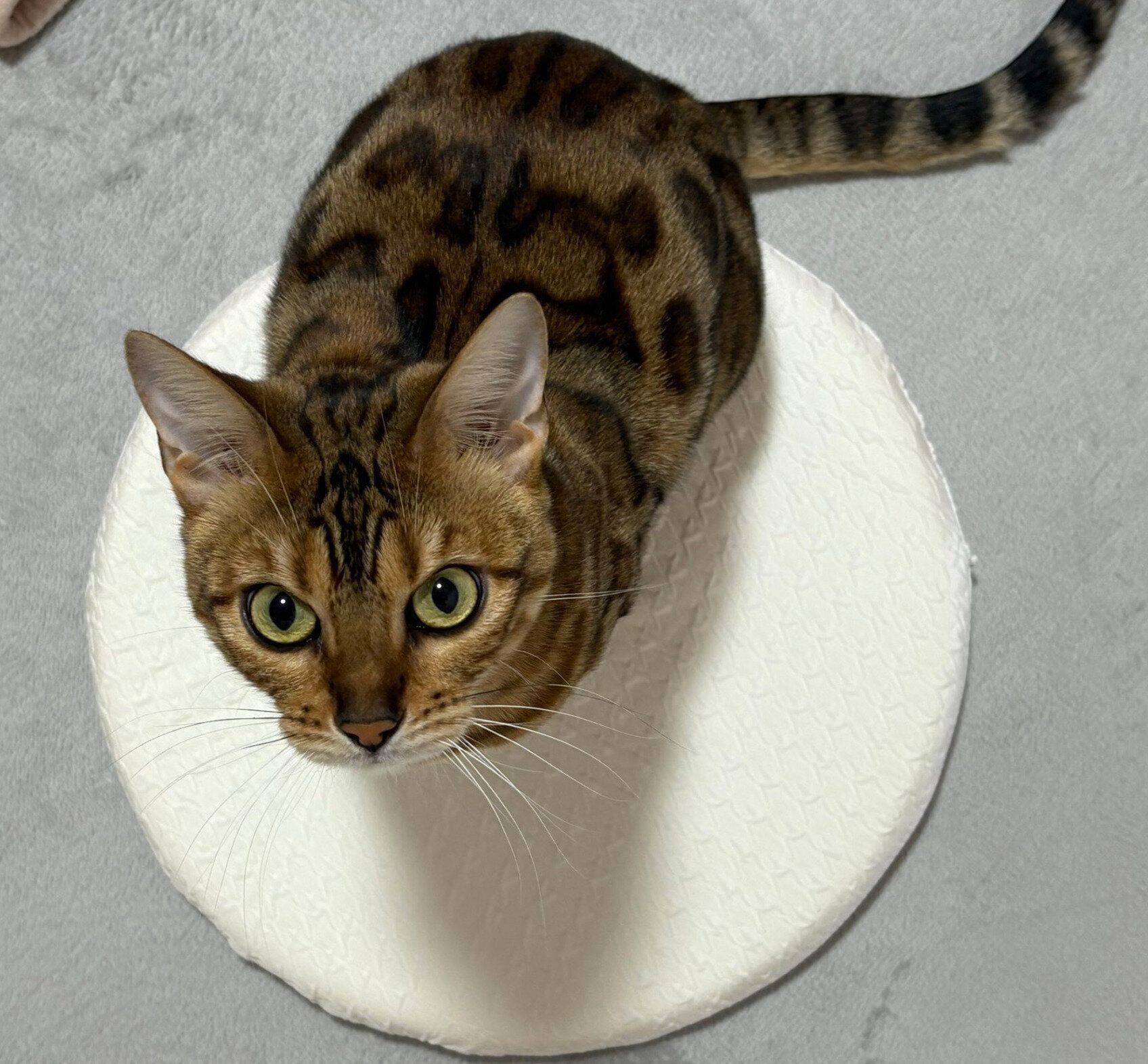 見つめるリンちゃん