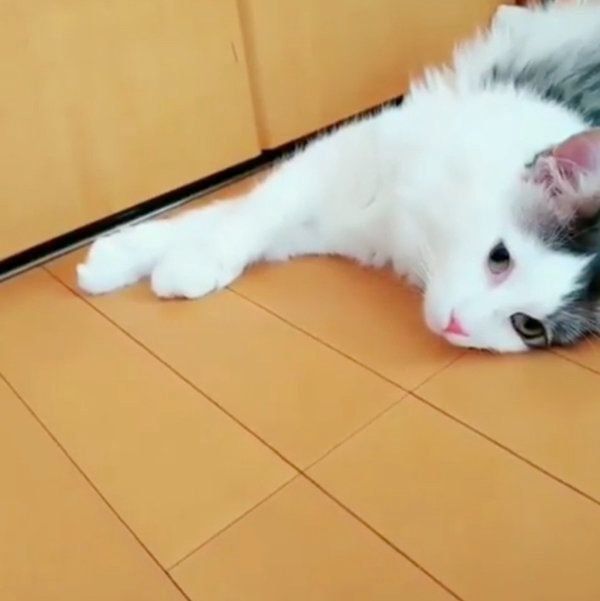 白目で爆睡するノルウェージャンフォレストキャット