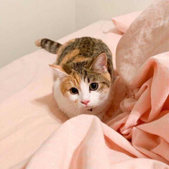 見つめるマンチカン