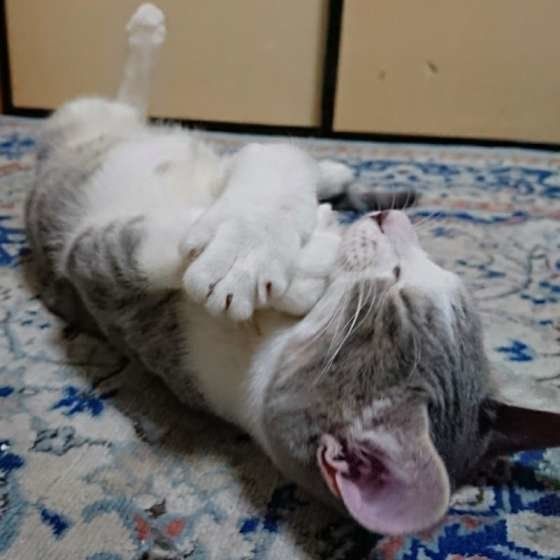 MIX サバトラ　ニャオトくんの寝姿  