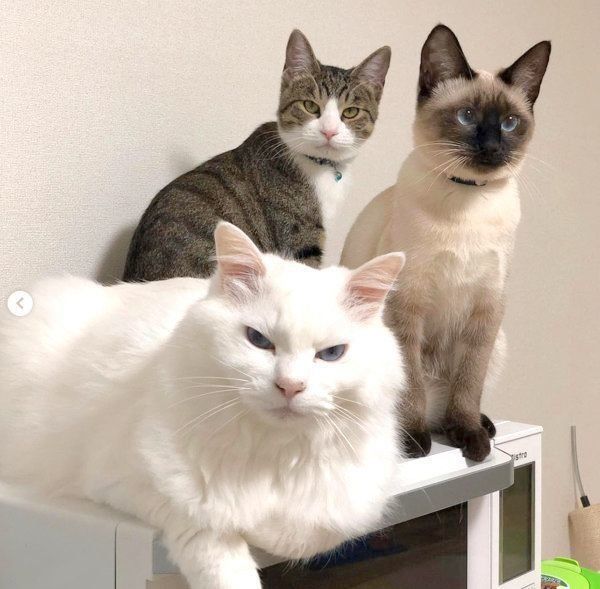 元保護猫・風ちゃん・ルルちゃん・音ちゃん