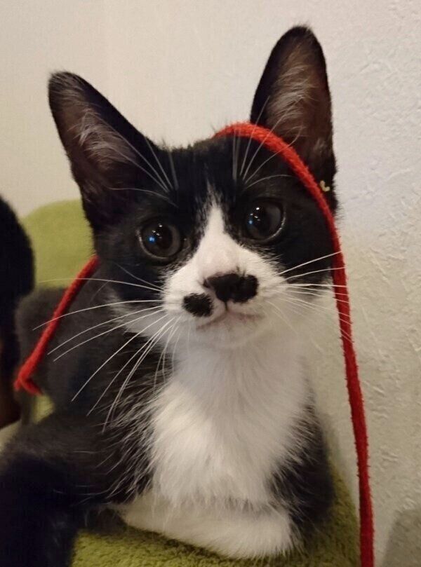 7月2日はまるもちゃんを迎え入れた記念日