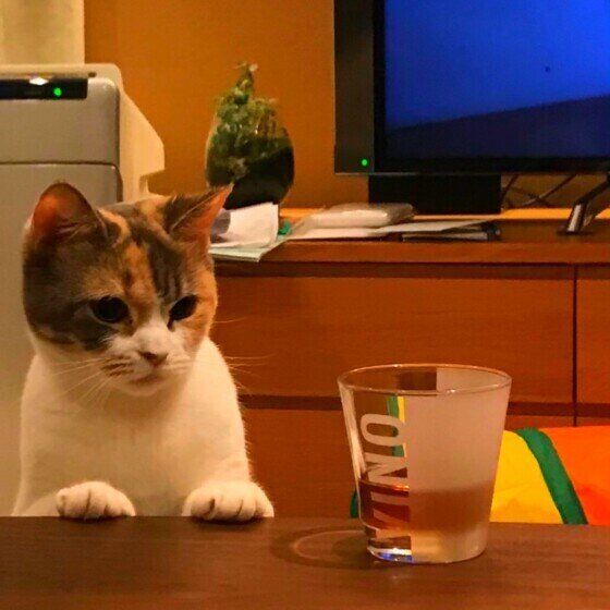 マンチカンのこはるちゃん