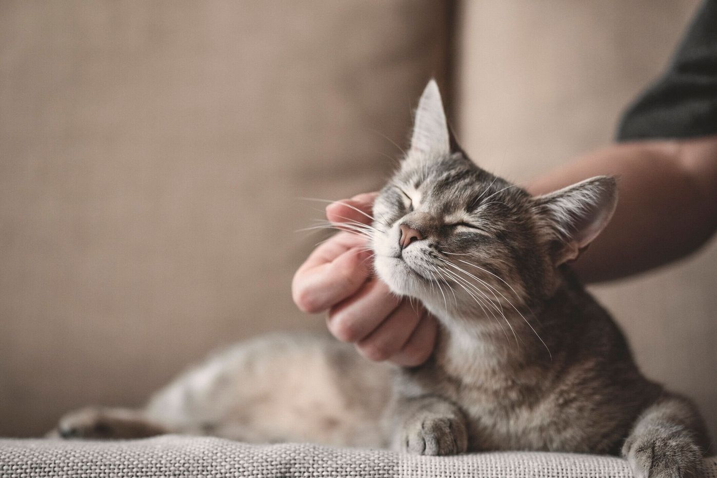 獣医師監修 猫のフケは病気が原因 対策やケアグッズもご紹介 ねこのきもちweb Magazine