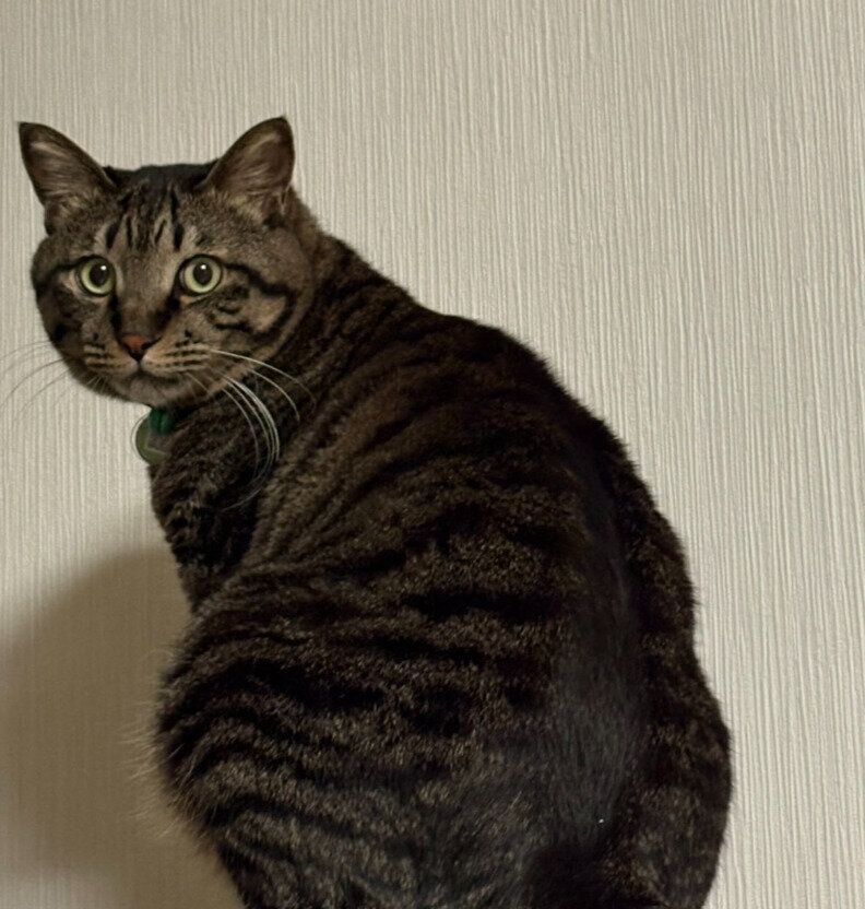 後ろを振り向く5才の猫