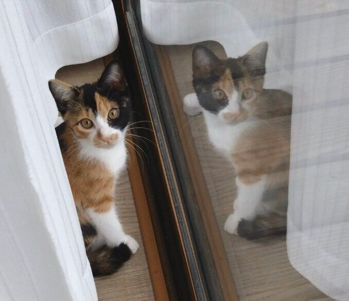 子猫時代のニアちゃん