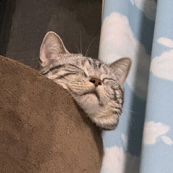 アメリカンショートヘアのシャルちゃん