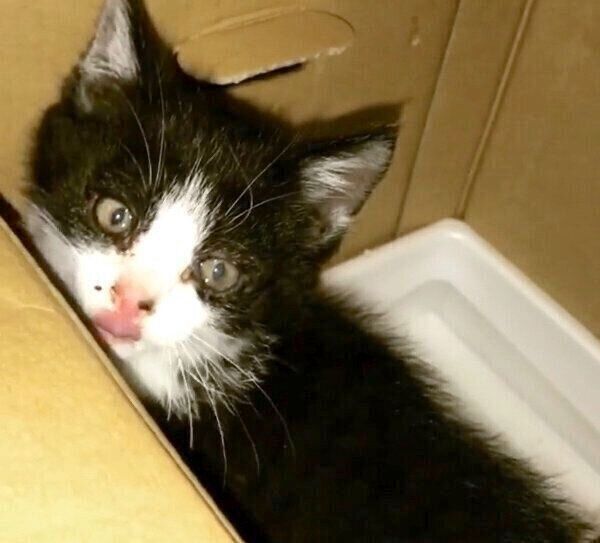 保護当時のむーくん