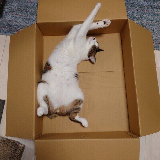 段ボール箱に入る猫