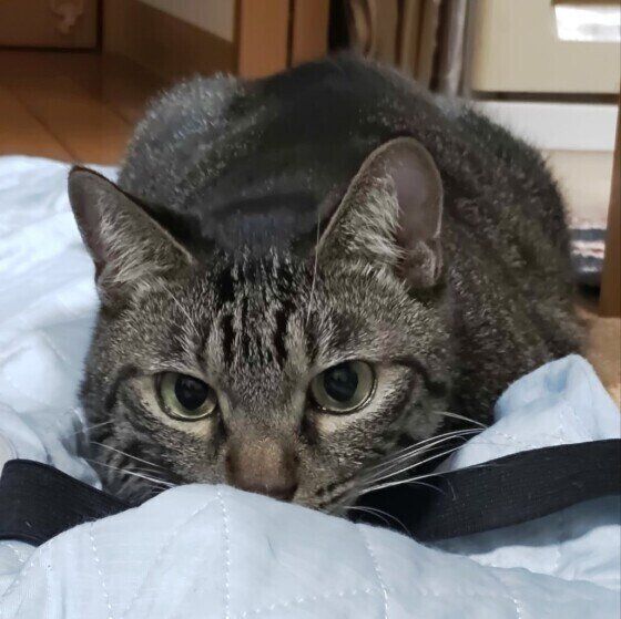 サバトラ猫のハロちゃん