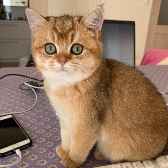 破壊力抜群のネコハラをするイロナちゃん