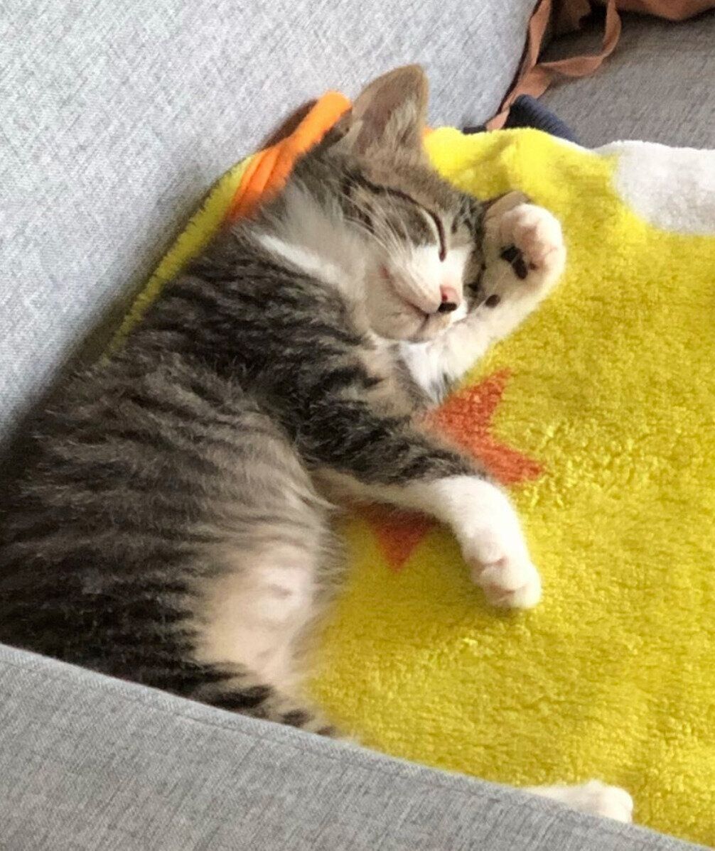 お迎え当時のちいまくん