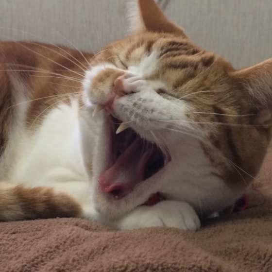 大河くんのあくび