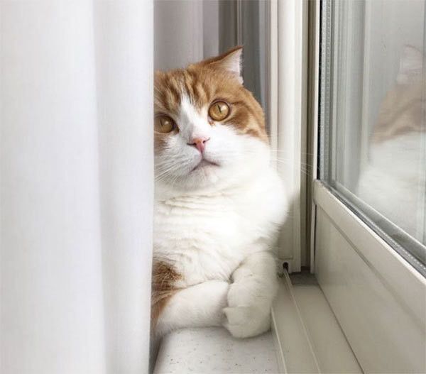 見上げるスコティッシュフォールド