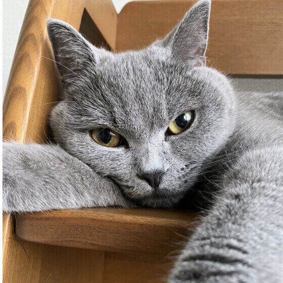 ブリティッシュショートヘアのうにちゃん