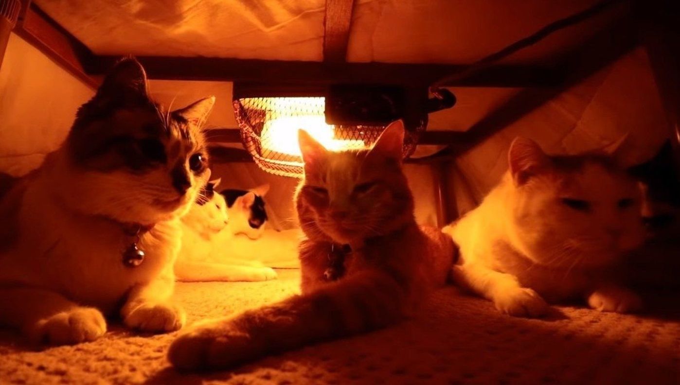 こたつでくつろぐ平和なにゃんこたち ねこのきもちweb Magazine こたつでくつろぐ平和なにゃんこたち ねこのきもちweb Magazine