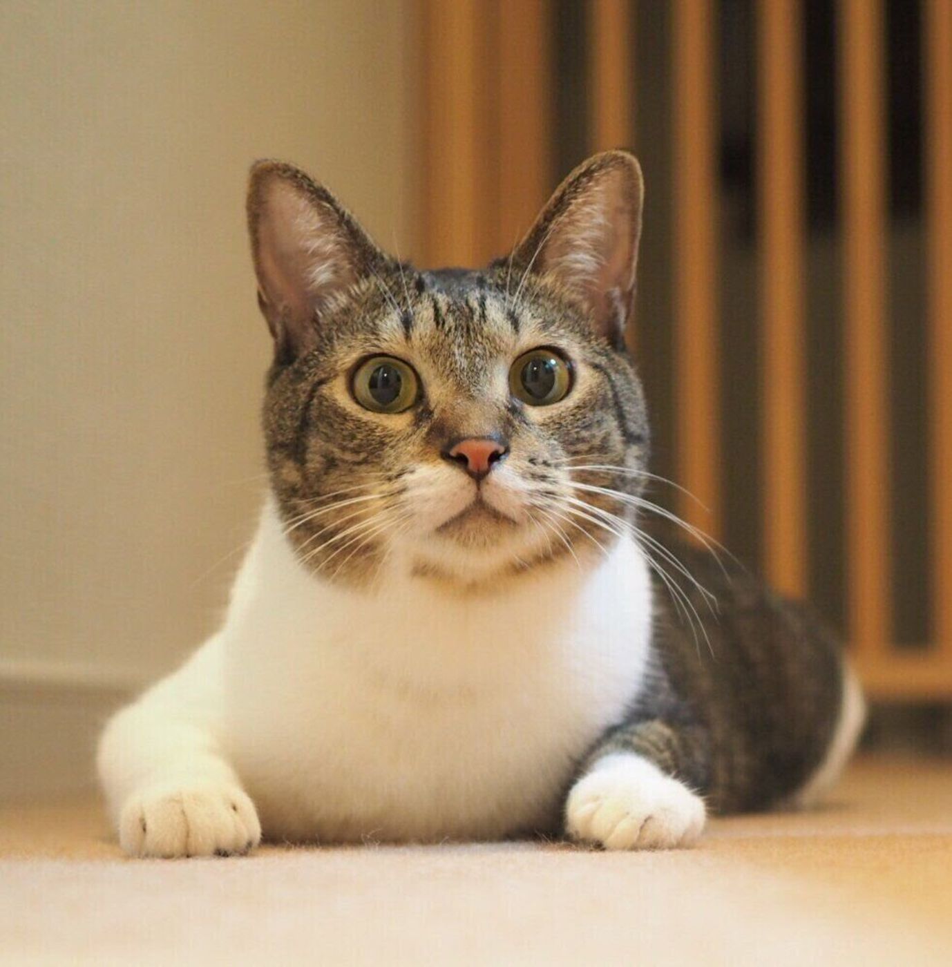 約8割の猫好きが知っていると回答した 猫のスフィンクス座り 気品溢れる座り方と意味を解説 ねこのきもちweb Magazine 約8割の猫好きが知っていると回答した 猫のスフィンクス座り 気品溢れる座り方と意味を解説 ねこのきもちweb Magazine