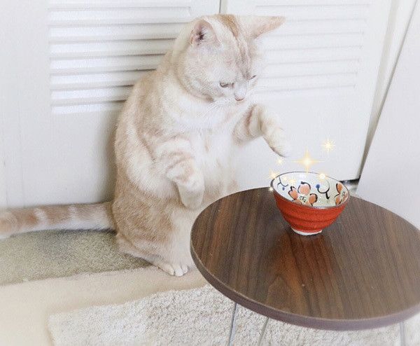 ちゅ〜るを食べる猫