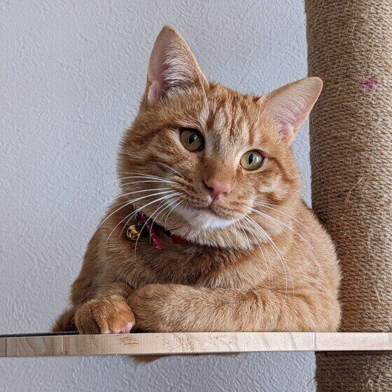 MIX茶トラの獅丸くん