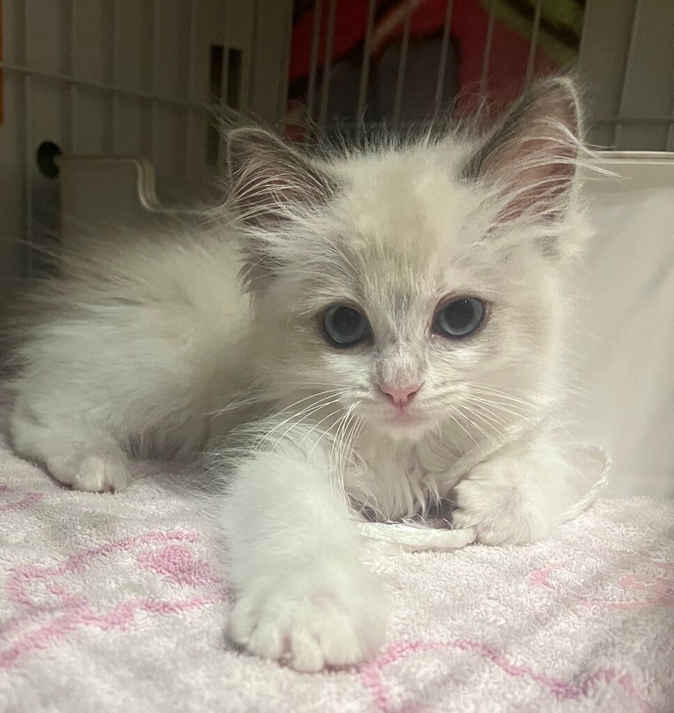 生後2カ月のラグドール