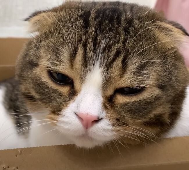 ちょっと不機嫌そう ナデナデするのをやめると ムスッとした表情になっちゃう猫 ねこのきもちweb Magazine