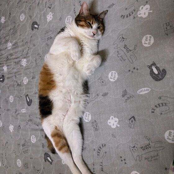 Mix（ミケ）のリコちゃん♪