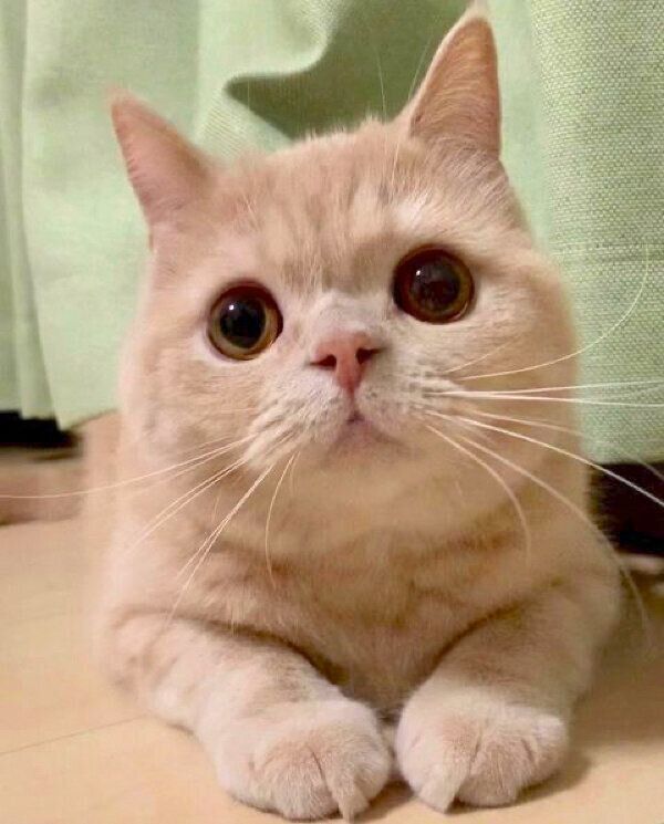 見つめる茶々丸くん