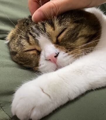 眠るスコティッシュフォールド