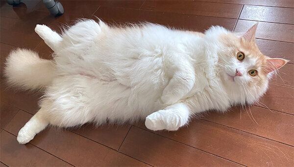 ヘソ天するフーゴくん