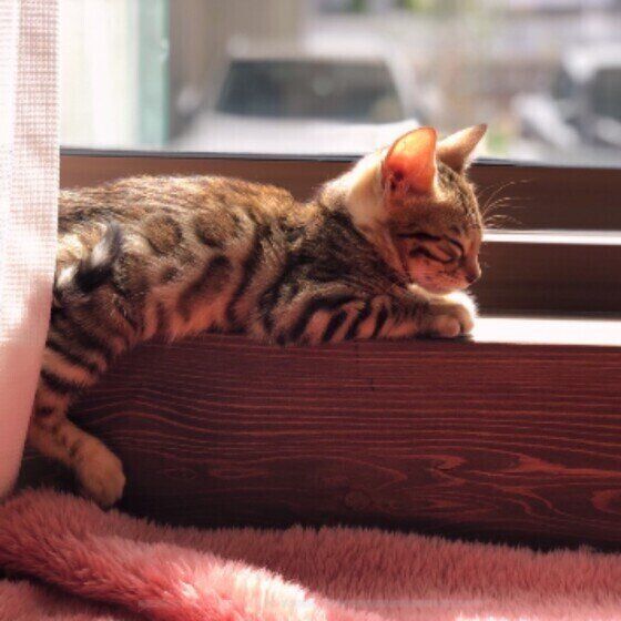 ベンガルのミラちゃん