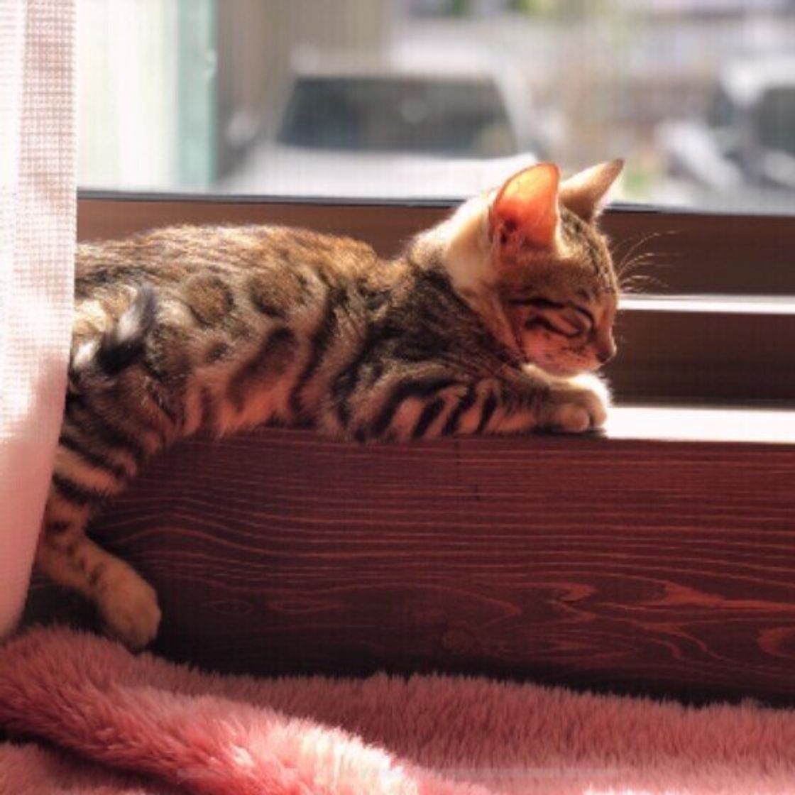 猫は思い出がある 食べ物に砂かけるようなしぐさの理由は 猫にまつわる素朴な疑問 ねこのきもちweb Magazine 猫は思い出がある 食べ物に砂かけるようなしぐさの理由は 猫にまつわる素朴な疑問 ねこのきもちweb Magazine