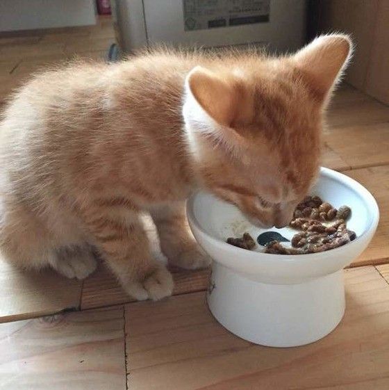 ゴハンを食べる猫