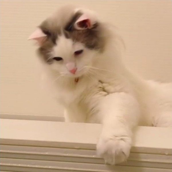 あひる隊長で遊ぶニャンコ