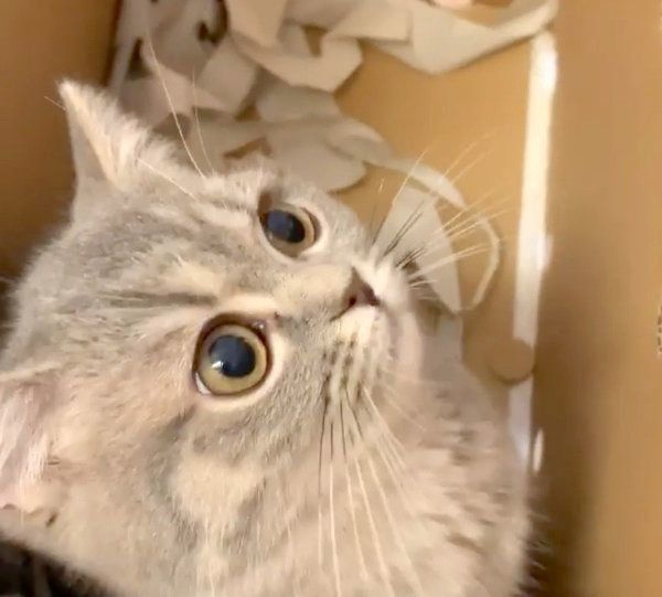 箱の中で遊ぶあおちゃん