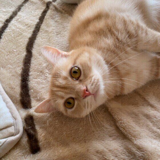 くつろぐマンチカン