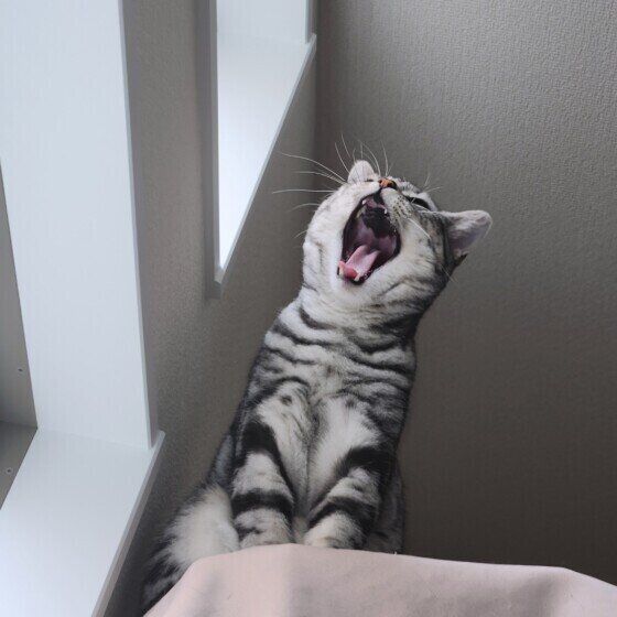 トムくんのあくび