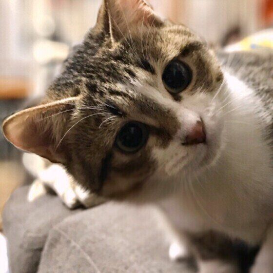 キジトラ猫の茶々ちゃん