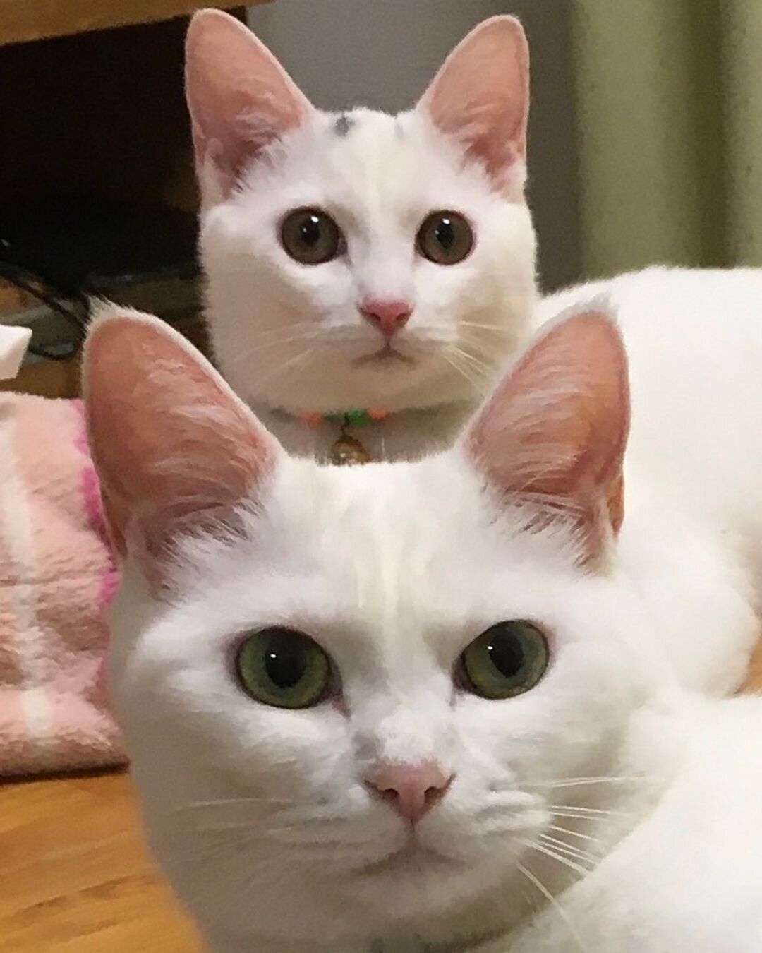 どアップのゆきちゃんとあめちゃん