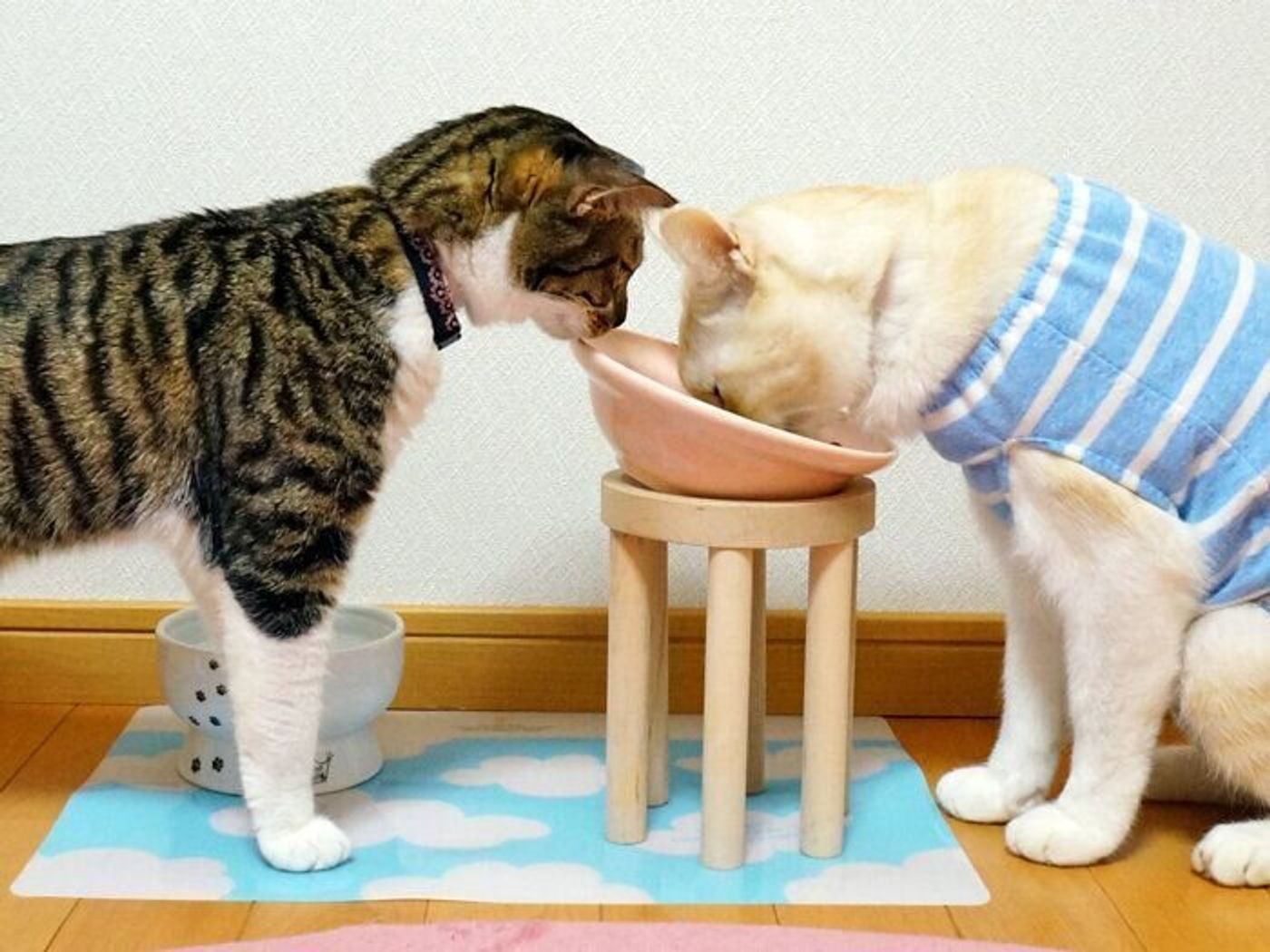 君ならどうする 盗み食い現場を見てしまった猫 本日もねこ晴れなり Vol 339 ねこのきもちweb Magazine 君ならどうする 盗み食い現場を見てしまった猫 本日もねこ晴れなり Vol 339 ねこのきもちweb Magazine